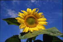 Christine LE GUYADEC - Christine LE GUYADEC