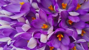 Christine LE GUYADEC - Christine LE GUYADEC